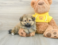 6 week old Pomachon Puppy For Sale - Windy City Pups