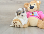 5 week old Pomachon Puppy For Sale - Windy City Pups