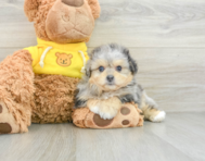 6 week old Pomachon Puppy For Sale - Windy City Pups