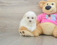 5 week old Pomachon Puppy For Sale - Windy City Pups