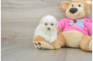 Petite Pomachon Designer Pup