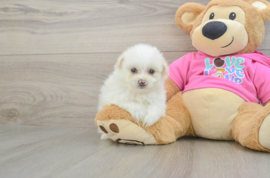 Petite Pomachon Designer Pup