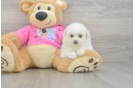Pomachon Puppy for Adoption