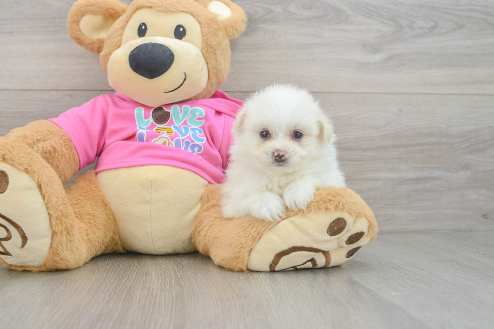 Pomachon Puppy for Adoption