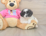 6 week old Pomachon Puppy For Sale - Windy City Pups