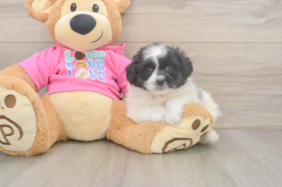 6 week old Pomachon Puppy For Sale - Windy City Pups