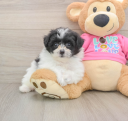 8 week old Pomachon Puppy For Sale - Windy City Pups