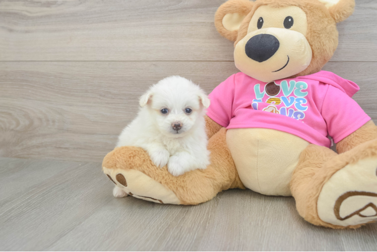 Pomachon Puppy for Adoption