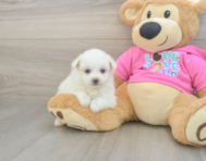 5 week old Pomachon Puppy For Sale - Windy City Pups