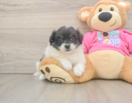 6 week old Pomachon Puppy For Sale - Windy City Pups