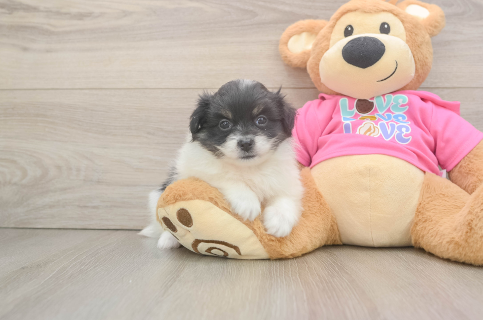 6 week old Pomachon Puppy For Sale - Windy City Pups