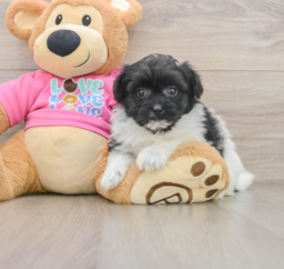 8 week old Pomachon Puppy For Sale - Windy City Pups