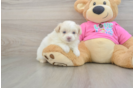 Pomachon Pup Being Cute