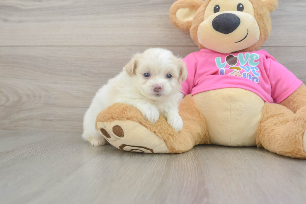 Pomachon Pup Being Cute