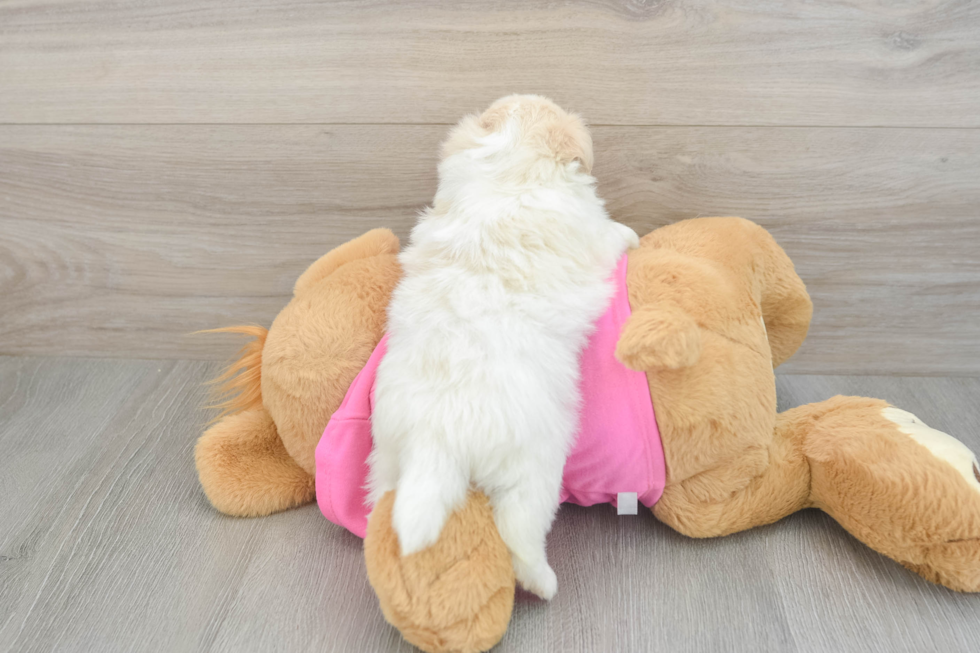Sweet Pomachon Baby