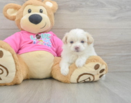 5 week old Pomachon Puppy For Sale - Windy City Pups