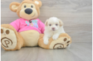 Little Pom Frise Designer Puppy