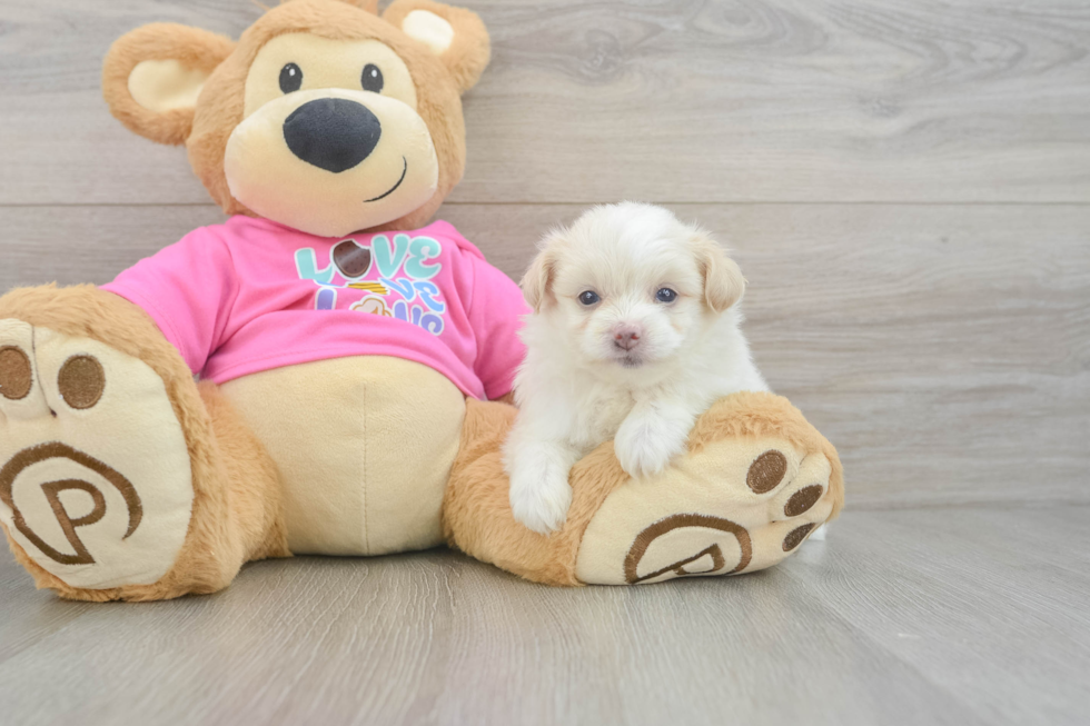 Little Pom Frise Designer Puppy