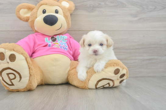 Little Pom Frise Designer Puppy