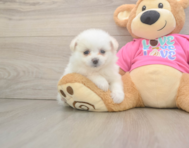 5 week old Pomachon Puppy For Sale - Windy City Pups