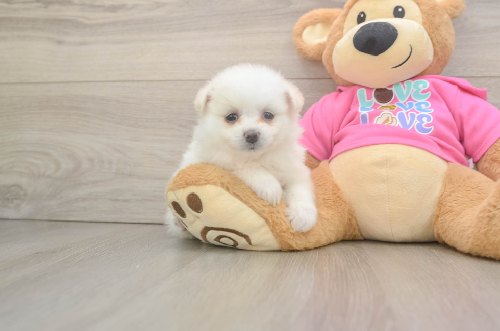 5 week old Pomachon Puppy For Sale - Windy City Pups