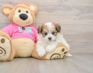 6 week old Pomachon Puppy For Sale - Windy City Pups