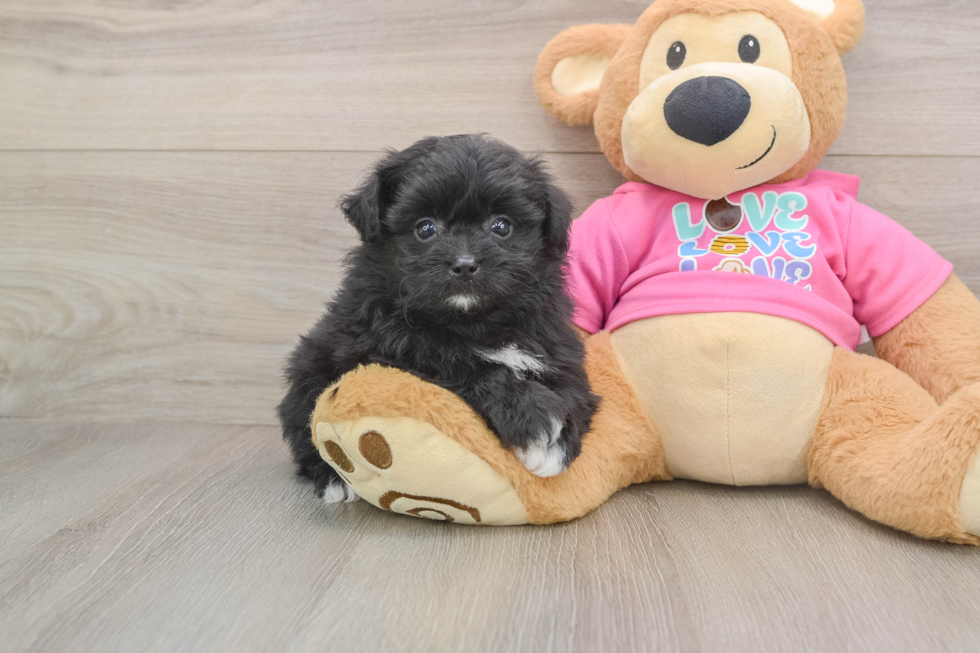 Pomachon Pup Being Cute