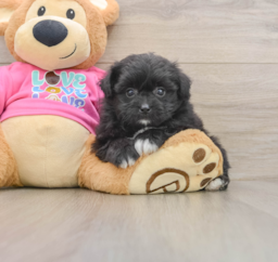 8 week old Pomachon Puppy For Sale - Windy City Pups