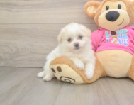6 week old Pomachon Puppy For Sale - Windy City Pups