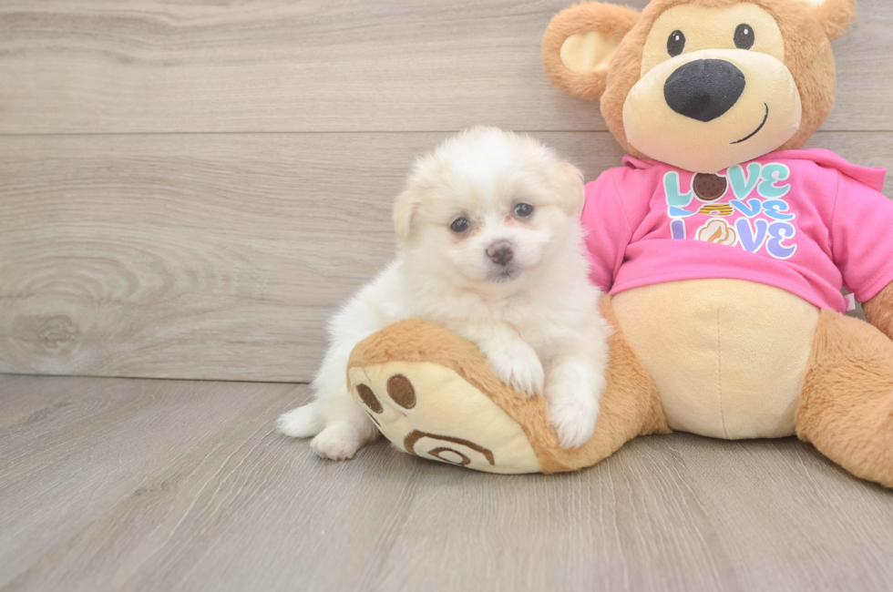 6 week old Pomachon Puppy For Sale - Windy City Pups