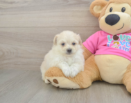 5 week old Pomachon Puppy For Sale - Windy City Pups