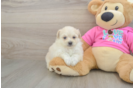 Cute Pomachon Baby