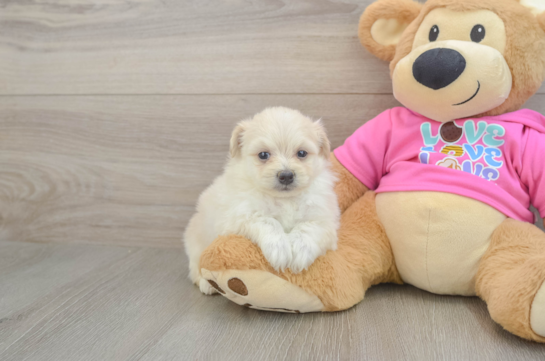 Cute Pomachon Baby