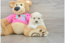Petite Pomachon Designer Pup