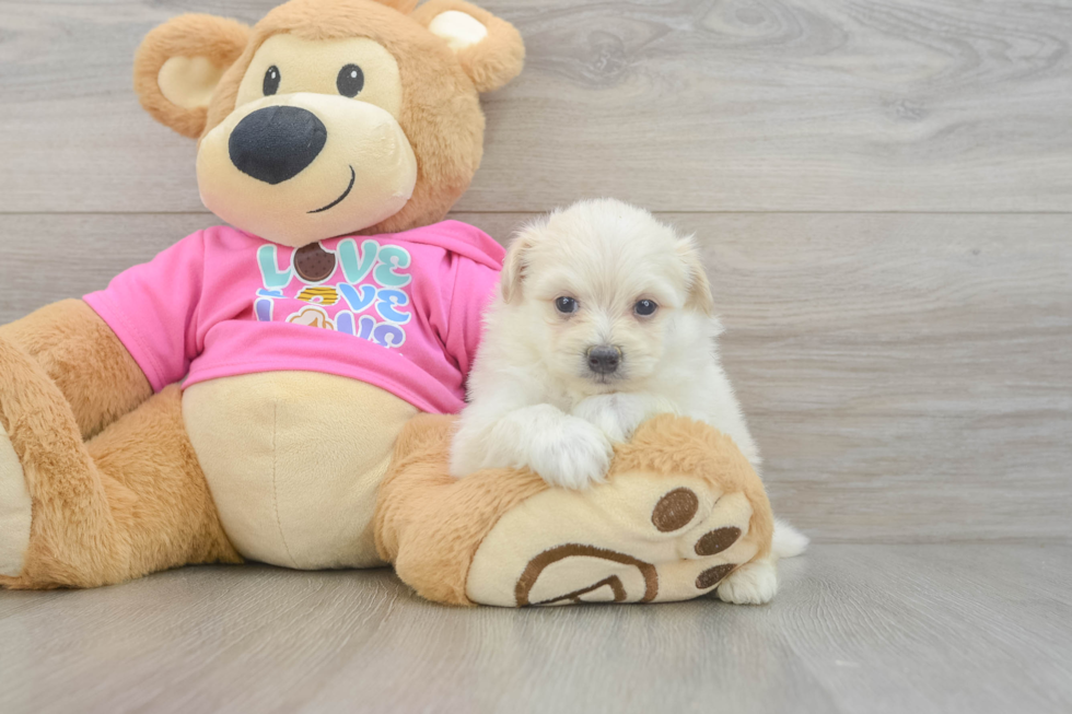 Petite Pomachon Designer Pup