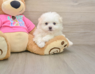 8 week old Pomachon Puppy For Sale - Windy City Pups