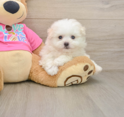 6 week old Pomachon Puppy For Sale - Windy City Pups