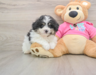 6 week old Pomachon Puppy For Sale - Windy City Pups