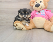 6 week old Pomachon Puppy For Sale - Windy City Pups