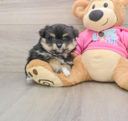 9 week old Pomachon Puppy For Sale - Windy City Pups