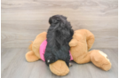 Pomachon Puppy for Adoption
