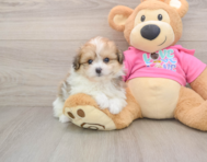 6 week old Pomachon Puppy For Sale - Windy City Pups