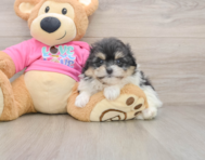 7 week old Pomachon Puppy For Sale - Windy City Pups