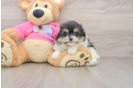 Pomachon Pup Being Cute