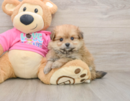 6 week old Pomachon Puppy For Sale - Windy City Pups