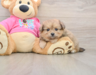 5 week old Pomachon Puppy For Sale - Windy City Pups