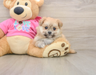 5 week old Pomachon Puppy For Sale - Windy City Pups