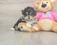 5 week old Pomachon Puppy For Sale - Windy City Pups