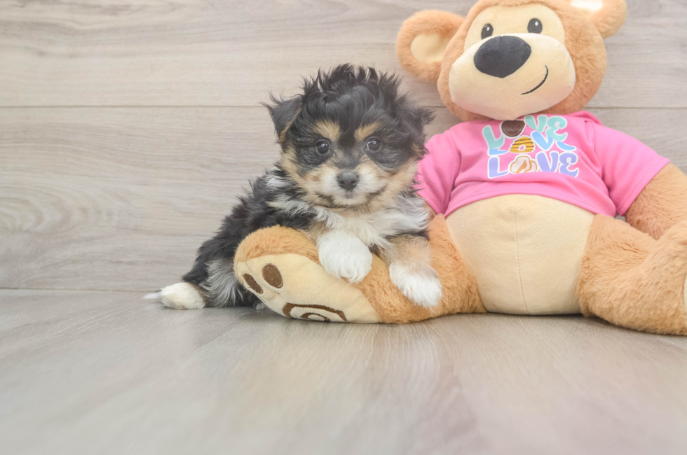 6 week old Pomachon Puppy For Sale - Windy City Pups