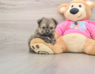 5 week old Pomachon Puppy For Sale - Windy City Pups